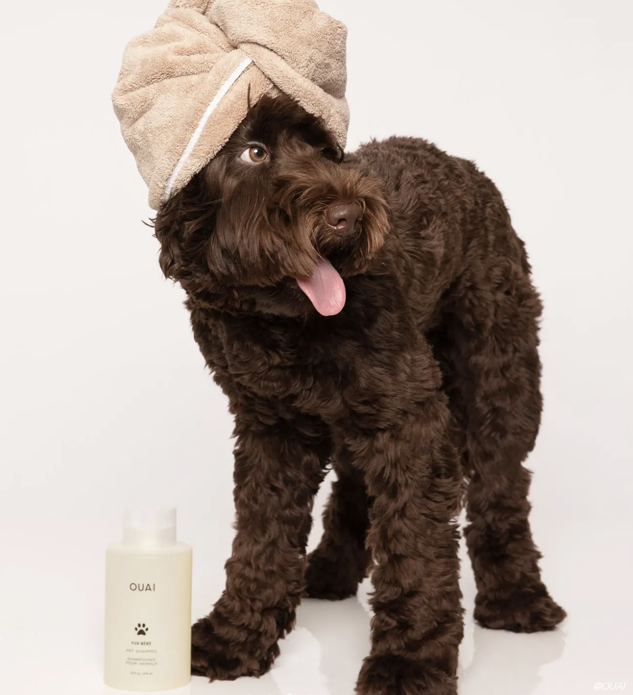 Dda9a9544b3956d467e4 dog shampoo