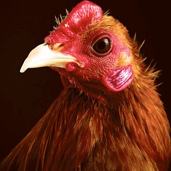 Re sized 0b9456201ef8e9c83315 chicken modernbantam