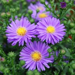 Re sized 11b33c7a9f1af60c4c3b purple flowers 7