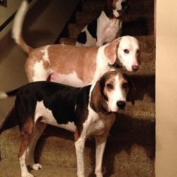 Re sized 15b5e5636a30a1d6e768 dog thumbnail