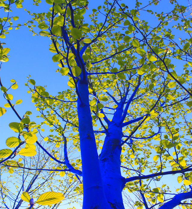 blue-tree-4