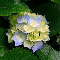 Re sized 2bd0139674adb7ac2cd4 hydrangeas