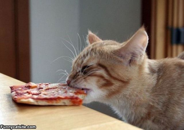 Pizza Cat Part 3