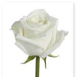 Re sized 4467c6d4efac2bc815cf fleur