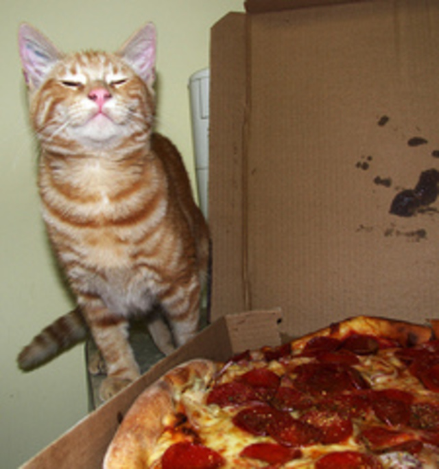 Pizza Cat Part 2