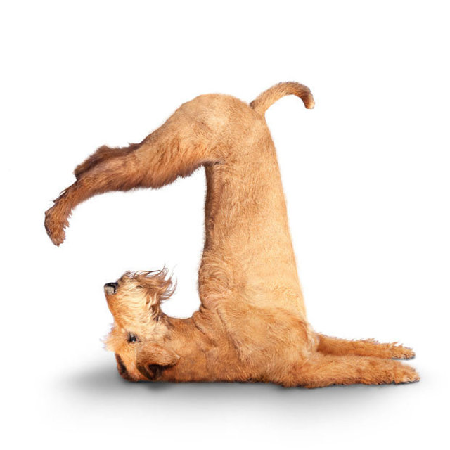 Doga