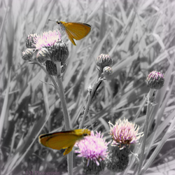 Re sized 6b4ac428143cf5fb5f6e meadow b w watermark