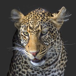 Re sized 80af2d4c57ed4da467ed  mg 9465 v2