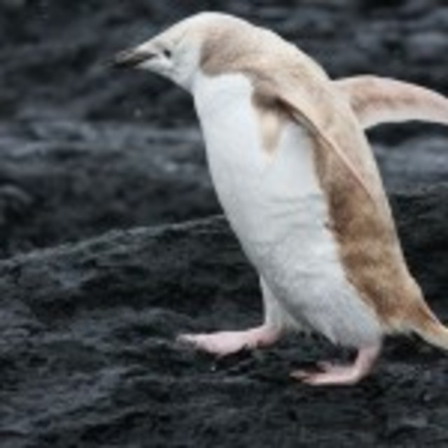 Antarctica-White-Penguin-150x150