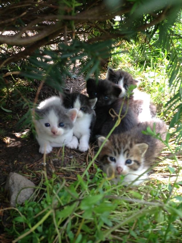 Wild Kitties Roar!!!