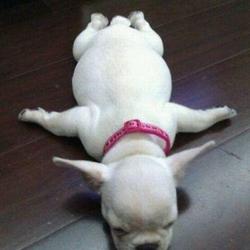 Re sized bfa06c75206f6f5fa1a8 tired puppy