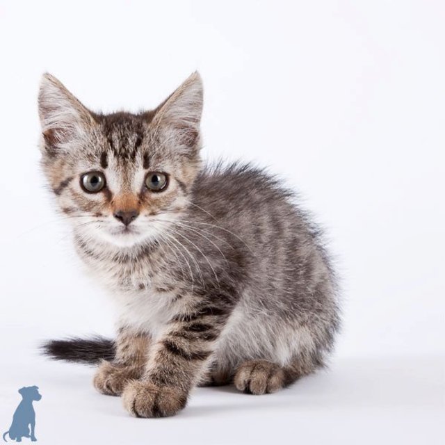 sheltercats10