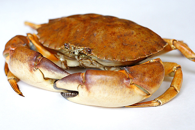 crab-2