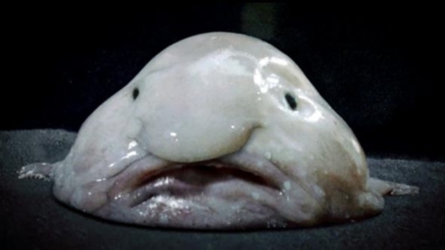 blob-fish