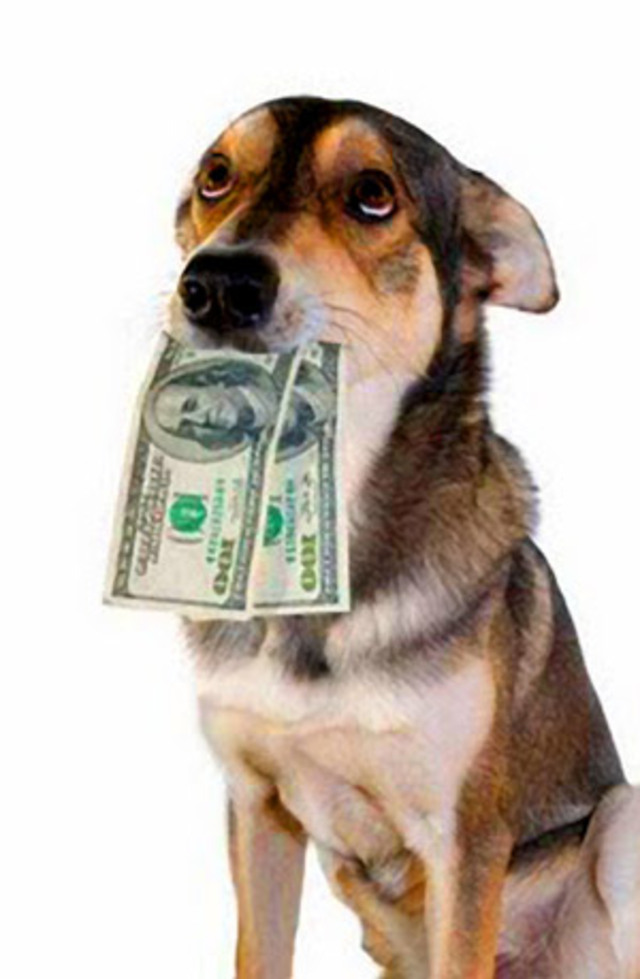 dog-eat-money