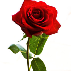 Re sized e28549516889be68fae7 rose 10