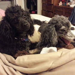 Re sized f9dbc259bfec2995f733 20151110 193346