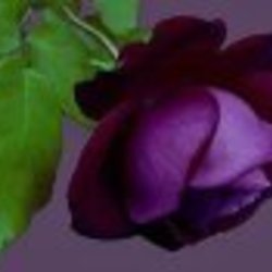 Re sized fb100003129289285 1363232738 ava