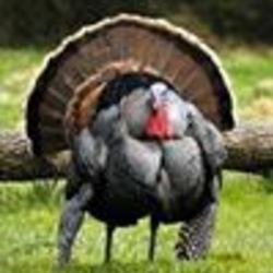 Re sized fb1021815805 1386423324 ava