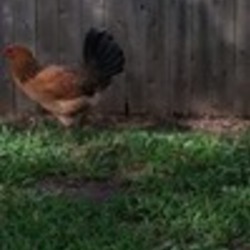 Re sized fb1145028076 1380337735 ava