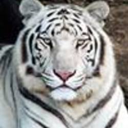 Re sized fb1168713403 1381207354 ava