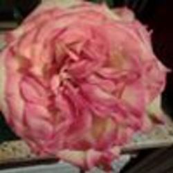 Re sized fb1307169378 1377700450 ava