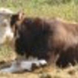 Re sized fb507436518 1362966498 ava