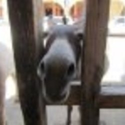 Re sized fb535697929 1372449575 ava