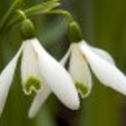 Re sized fb 1359991366 ava