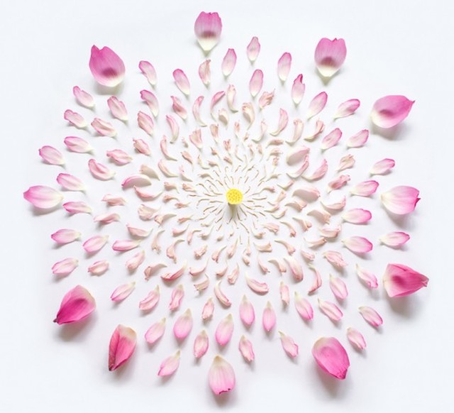 fong-qi-wei-exploded-flowers-4-600x546
