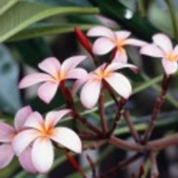Re sized frangipani%20flowers ava