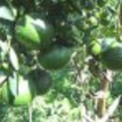 Re sized gg100003143821024 1358605324 ava