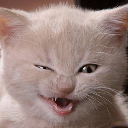 Re sized gg108419812184775289482 1365097078 ava