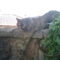 Re sized gg108506883043598559129 1369366134 ava