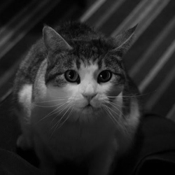 Re sized gg109028237791271851958 1359164425 ava