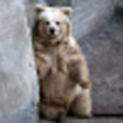 Re sized gg109350693459733818715 1391999168 ava