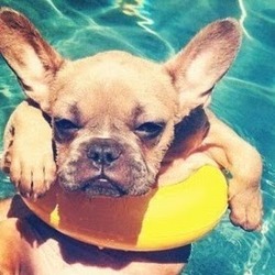 Re sized gg110024321255448207641 1381208254 ava