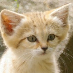 Re sized gg117204811669741186571 1374669602 ava