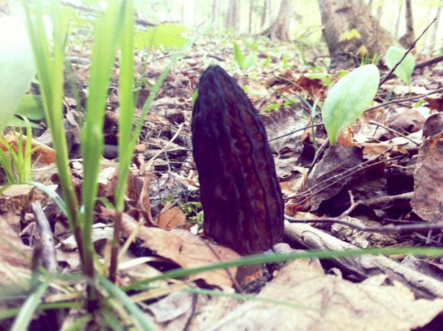 morels in Mich