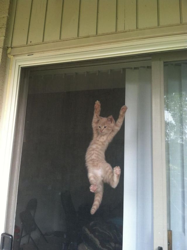 open door meow