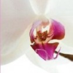 Re sized orchid ava