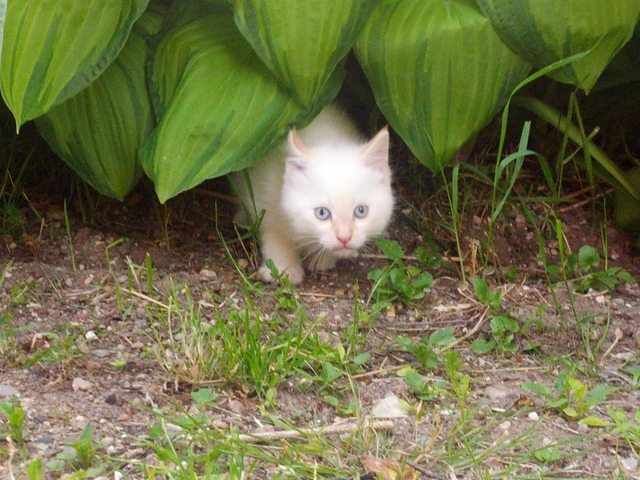 sneaky meow 