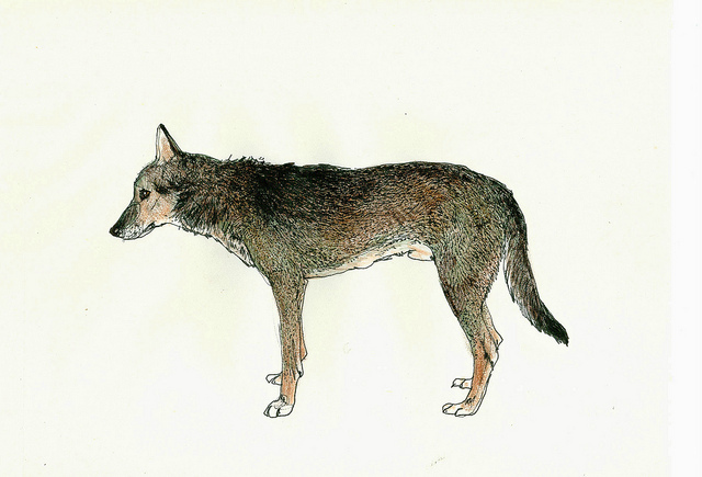wolfdog