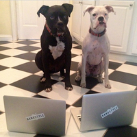 Thumb 58a8180171bd53bd103c mascots